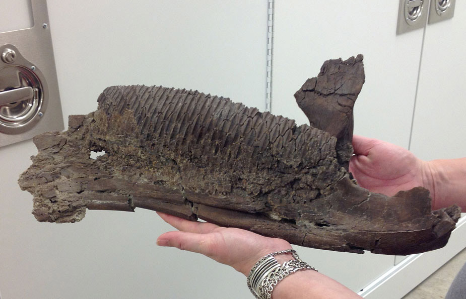 The dentary plate along the outside of the jaw produced new teeth which then appeared on the inside of the jaw.